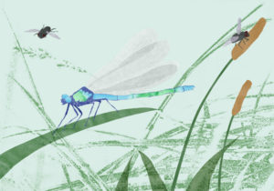 Libelle, Fliege, Illustration, Editorial, Garten, Collage, Gras